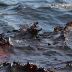У берегов Новороссийска обнаружено нефтяное пятно