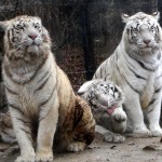 В Музее войны в Сеуле открылась выставка «Большая экспедиция в животный мир страны».