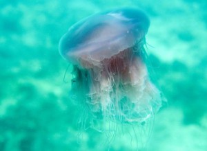 Опасные медузы на пляжах Тайланда