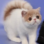 В Нижнем Новгороде состоялась выставка экзотических котов