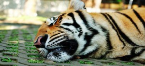 На популярном тайском курорте Пхукет открывается филиал шоу «Королевство тигров»