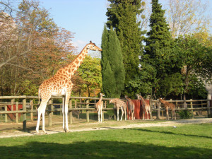 Le-zoo-de-Vincennes3